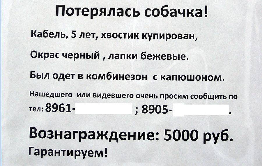 Пропала собака. Что делать?