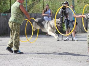 цирковая дрессировка собаки, цирковые трюки для собаки, как научит собаку цирковым трюкам, команда ладушки, команда умри, команда змейка, как научить собаки делать змейку, как научить собаку прыгать через ногу, как научить собаку прыгать в обруч