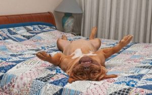 167-dog-of-sleeping