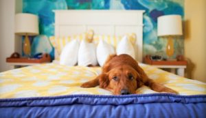 167-dog-of-sleeping3